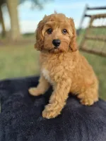 Baxter, a male Cavapoo for sale in Franklin, KY – 7 of 10