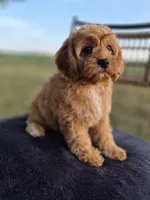 Alex, a male Cavapoo for sale in Franklin, KY – 6 of 10