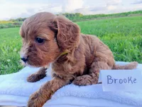 Brooke, a female Cavapoo for sale in Franklin, KY – 3 of 8