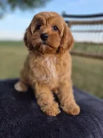 Alex, a male Cavapoo for sale in Franklin, KY – 8 of 10