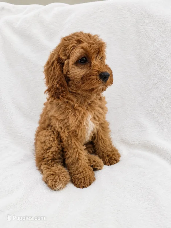 Abby – Cavapoo puppy for sale in Franklin, KY