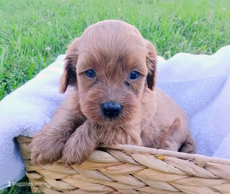 Annie – Cavapoo puppy for sale in Franklin, KY