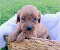 Annie, a female Cavapoo for sale in Franklin, KY – 1 of 8