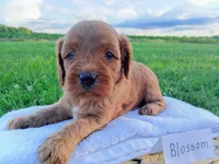 Blossom , a female Cavapoo for sale in Franklin, KY – 4 of 7