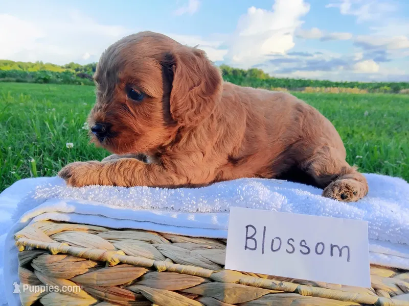 Blossom  – Cavapoo puppy for sale in Franklin, KY