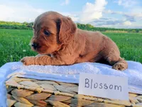 Blossom , a female Cavapoo for sale in Franklin, KY – 1 of 7