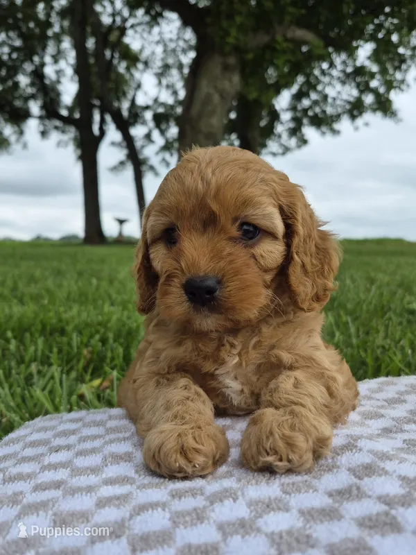 Abby – Cavapoo puppy for sale in Franklin, KY