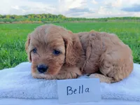 Bella, a female Cavapoo for sale in Franklin, KY – 3 of 5