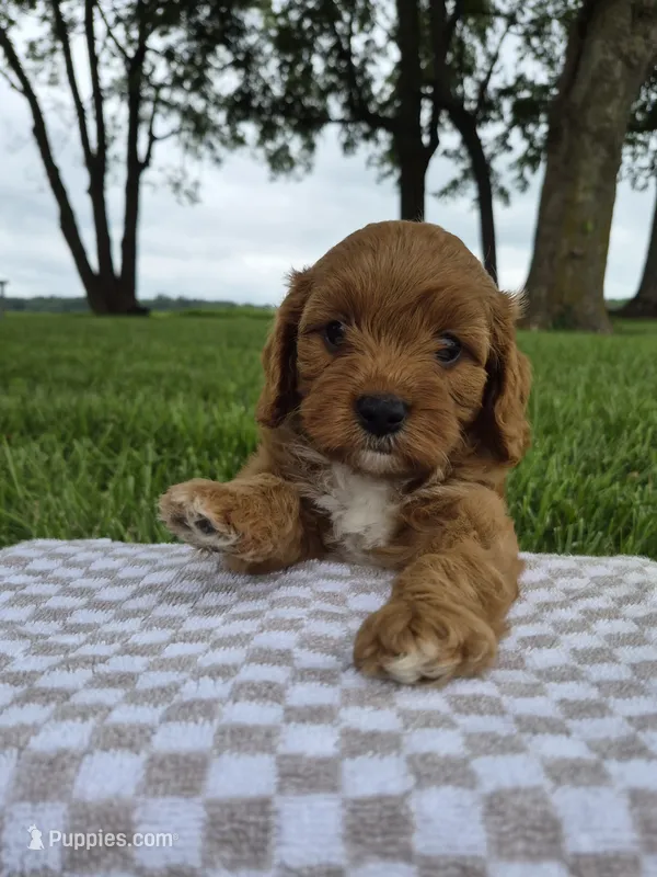 Bonnie – Cavapoo puppy for sale in Franklin, KY