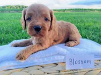 Blossom , a female Cavapoo for sale in Franklin, KY – 2 of 7