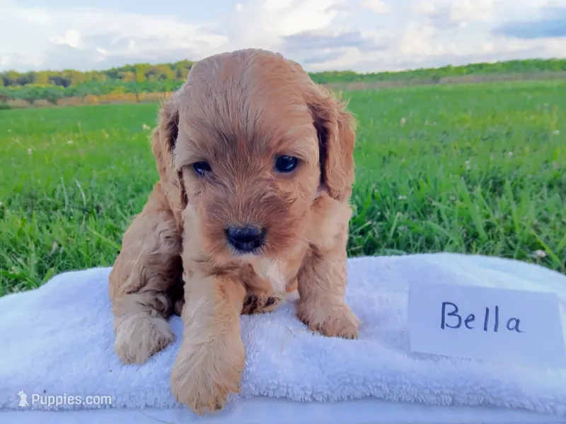 Bella – Cavapoo puppy for sale in Franklin, KY