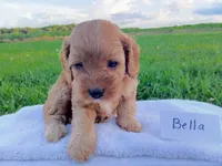 Bella, a female Cavapoo for sale in Franklin, KY – 1 of 5