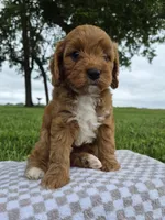Bonnie, a female Cavapoo for sale in Franklin, KY – 2 of 7