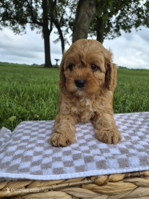 Alex – Cavapoo puppy for sale in Franklin, KY