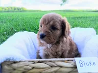 Blake, a male Cavapoo for sale in Franklin, KY – 3 of 9