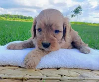 Alex, a male Cavapoo for sale in Franklin, KY – 3 of 10