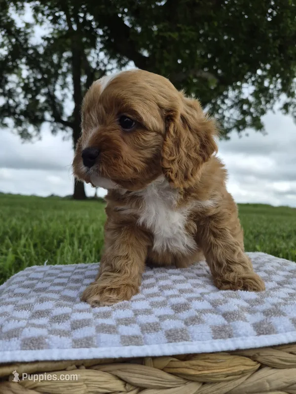 Andy – Cavapoo puppy for sale in Franklin, KY