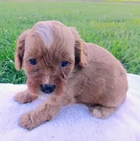 Andy, a male Cavapoo for sale in Franklin, KY – 2 of 7