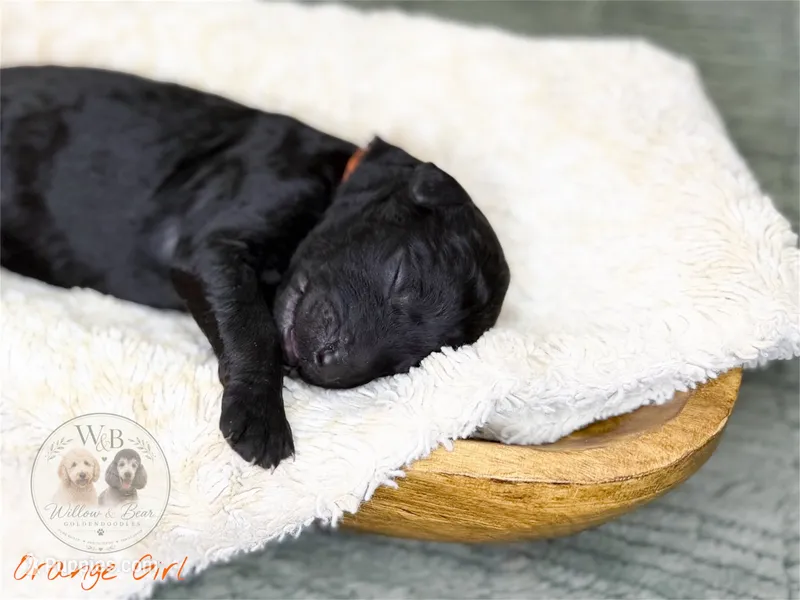 Orange Girl – Goldendoodle puppy for sale in Carthage, TN