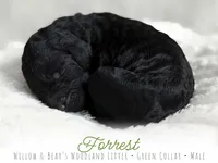 Forrest - Green Boy, a male Goldendoodle for sale in Carthage, TN – 2 of 2