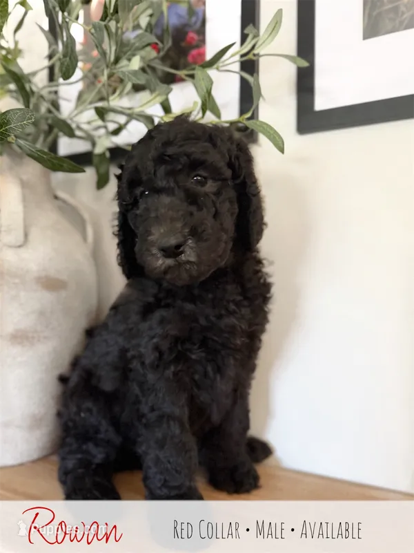 Rowan - Red Boy – Goldendoodle puppy for sale in Carthage, TN