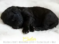 Cedar - Yellow Boy, a male Goldendoodle for sale in Carthage, TN – 2 of 2