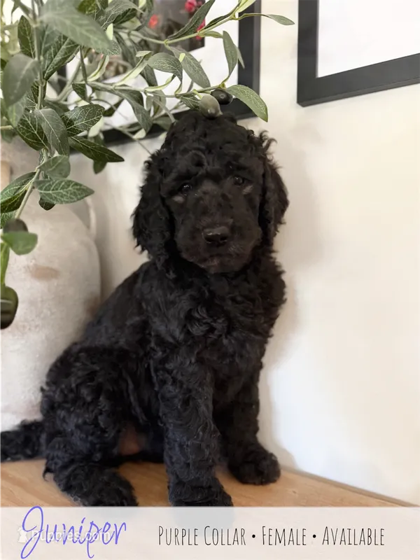 Juniper - Purple Girl – Goldendoodle puppy for sale in Carthage, TN