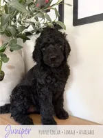 Juniper - Purple Girl, a female Goldendoodle for sale in Carthage, TN – 2 of 7