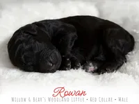 Rowan - Red Boy, a male Goldendoodle for sale in Carthage, TN – 2 of 2