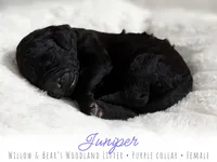 Juniper - Purple Girl, a female Goldendoodle for sale in Carthage, TN – 2 of 2