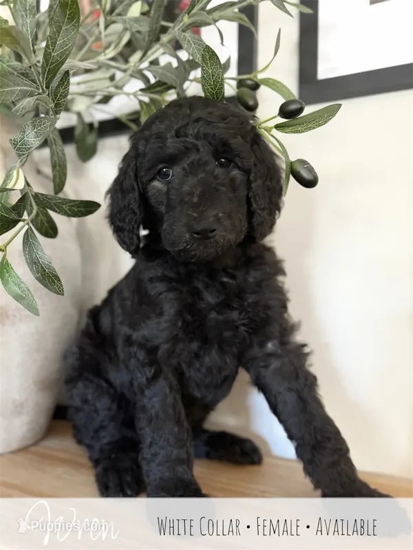 Wren - White Girl – Goldendoodle puppy for sale in Carthage, TN