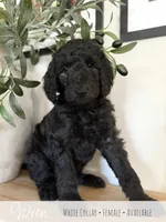Wren - White Girl, a female Goldendoodle for sale in Carthage, TN – 2 of 7