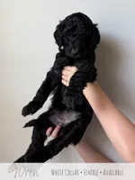 Wren - White Girl, a female Goldendoodle for sale in Carthage, TN – 4 of 7