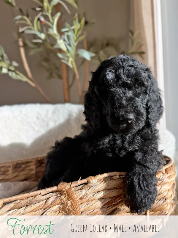 Forrest - Green Boy – Goldendoodle puppy for sale in Carthage, TN