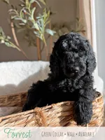 Forrest - Green Boy, a male Goldendoodle for sale in Carthage, TN – 1 of 7