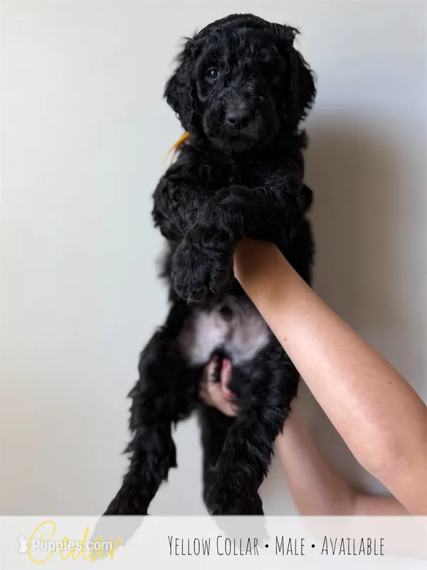 Cedar - Yellow Boy – Goldendoodle puppy for sale in Carthage, TN