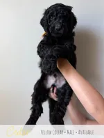 Cedar - Yellow Boy, a male Goldendoodle for sale in Carthage, TN – 4 of 7