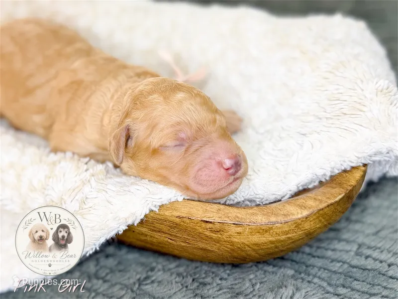 Pink Girl – Goldendoodle puppy for sale in Carthage, TN