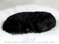 Birch - Blue Boy, a male Goldendoodle for sale in Carthage, TN – 2 of 2