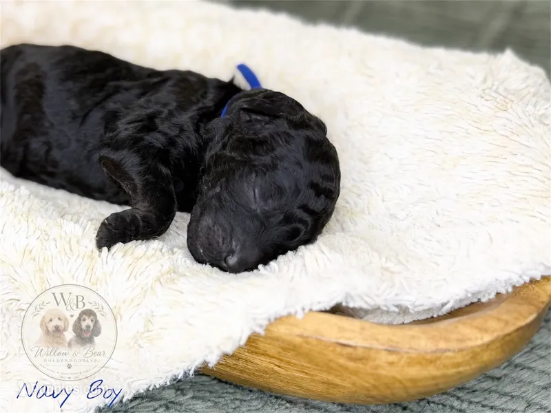 Navy Boy – Goldendoodle puppy for sale in Carthage, TN
