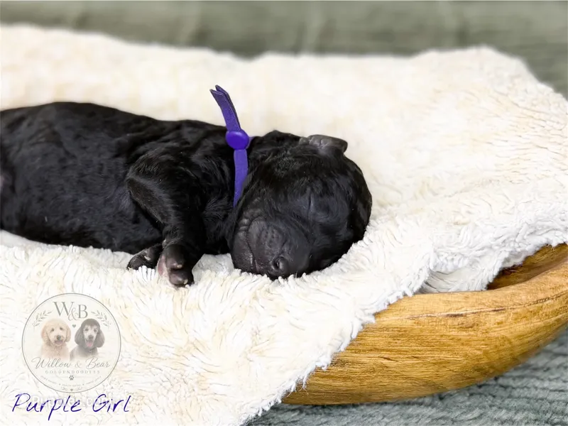 Purple Girl – Goldendoodle puppy for sale in Carthage, TN