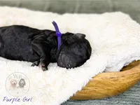 Purple Girl, a female Goldendoodle for sale in Carthage, TN – 1 of 1