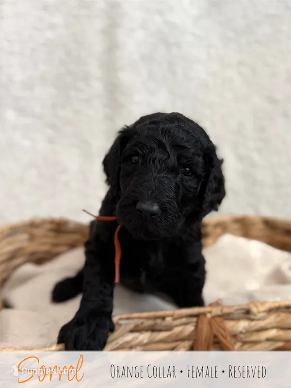 Sorrel - Orange Girl – Goldendoodle puppy on hold in Carthage, TN