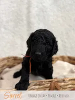 Sorrel - Orange Girl, a female Goldendoodle for sale in Carthage, TN – 1 of 3