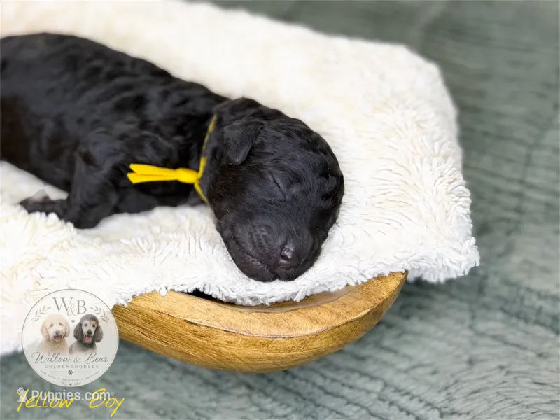 Yellow Boy – Goldendoodle puppy for sale in Carthage, TN