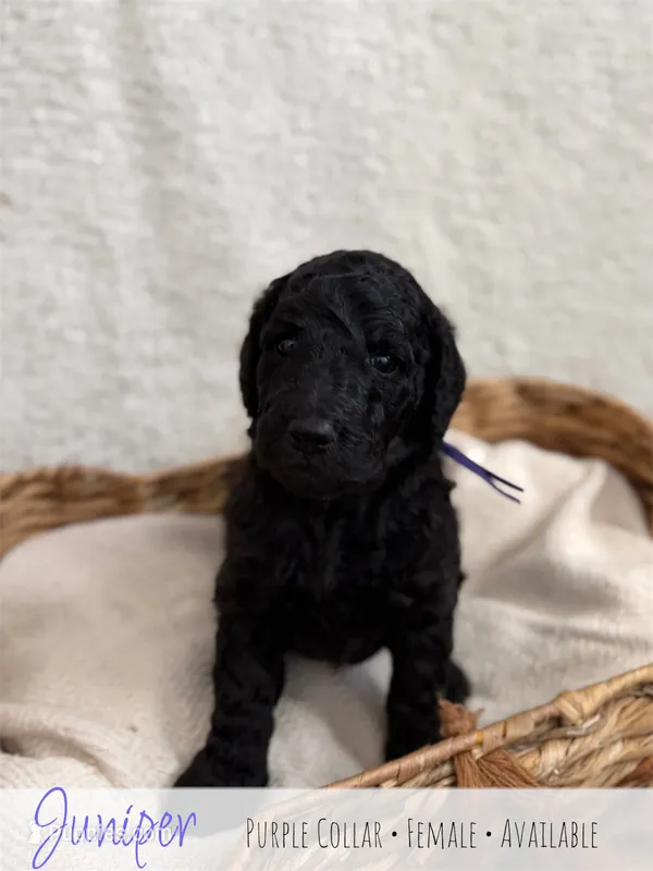 Juniper - Purple Girl – Goldendoodle puppy for sale in Carthage, TN