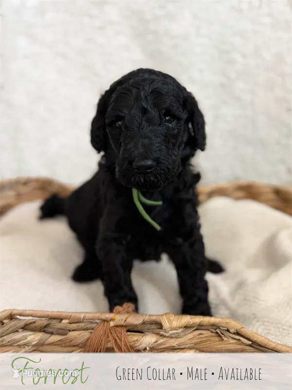 Forrest - Green Boy – Goldendoodle puppy for sale in Carthage, TN