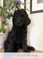 Birch - Blue Boy, a male Goldendoodle for sale in Carthage, TN – 2 of 7