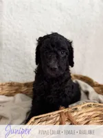 Juniper - Purple Girl, a female Goldendoodle for sale in Carthage, TN – 3 of 7