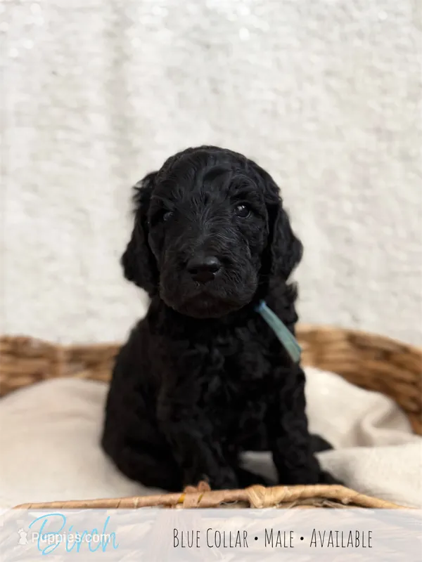 Birch - Blue Boy – Goldendoodle puppy for sale in Carthage, TN